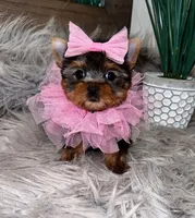 Tiny Teacup Gucci, a female Yorkshire Terrier for sale in Abilene, TX – 2 of 5