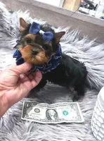 TINY TOY PEANUT, a male Yorkshire Terrier for sale in Abilene, TX – Photo 1 of 3