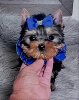 TINY TOY PEANUT, a male Yorkshire Terrier for sale in Abilene, TX – Photo 1 of 3