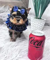 TINY TOY PEANUT, a male Yorkshire Terrier for sale in Abilene, TX – Photo 3 of 3