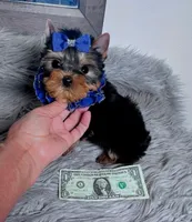 TINY TOY PEANUT, a male Yorkshire Terrier for sale in Abilene, TX – Photo 2 of 3
