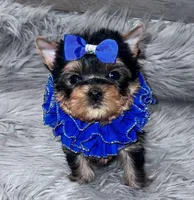 TINY TOY PEANUT, a male Yorkshire Terrier for sale in Abilene, TX – Photo 2 of 3