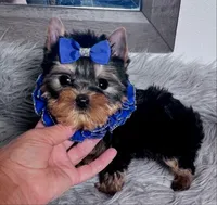 TINY TOY PEANUT, a male Yorkshire Terrier for sale in Abilene, TX – Photo 3 of 3