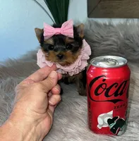 TINY TEACUP, a female Yorkshire Terrier for sale in Abilene, TX – Photo 4 of 6