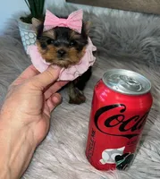 TINY TEACUP, a female Yorkshire Terrier for sale in Abilene, TX – Photo 1 of 6