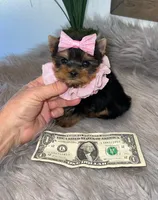 TINY TEACUP, a female Yorkshire Terrier for sale in Abilene, TX – Photo 2 of 6