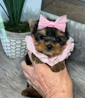 TINY TEACUP, a female Yorkshire Terrier for sale in Abilene, TX – Photo 6 of 6
