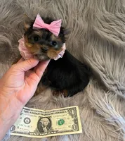 SALE Toy, a female Yorkshire Terrier for sale in Abilene, TX – Photo 2 of 4