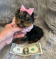 SALE Toy, a female Yorkshire Terrier for sale in Abilene, TX – Photo 4 of 4