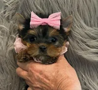 SALE Toy, a female Yorkshire Terrier for sale in Abilene, TX – Photo 3 of 4