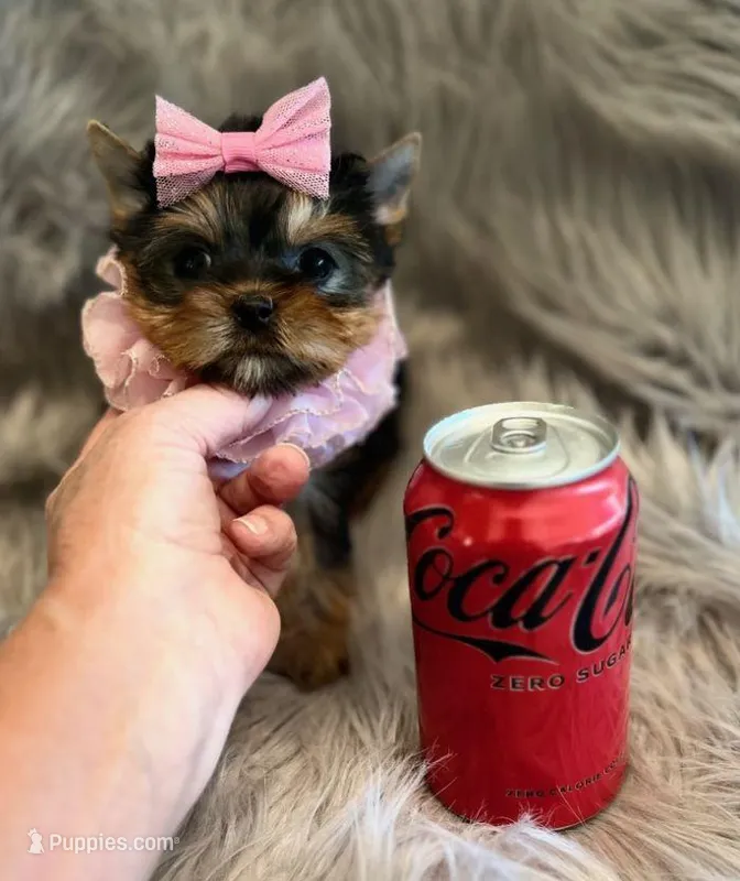 SALE Toy, a female Yorkshire Terrier for sale in Abilene, TX – Photo 1 of 4