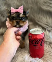 SALE Toy, a female Yorkshire Terrier for sale in Abilene, TX – Photo 1 of 4