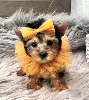 Tiny Toy Gus, a male Yorkshire Terrier for sale in Abilene, TX – 3 of 3