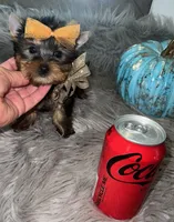 Tiny Toy Leo, a male Yorkshire Terrier for sale in Abilene, TX – 2 of 3
