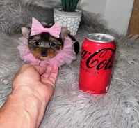 Tiny Teacup Gucci, a female Yorkshire Terrier for sale in Abilene, TX – 3 of 5