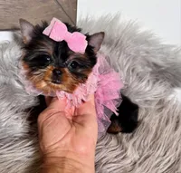 SALE ! MICRO Teacup, a female Yorkshire Terrier for sale in Abilene, TX – 2 of 4
