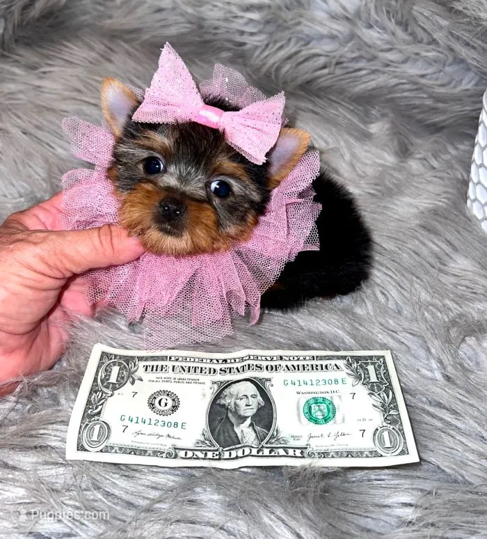 Tiny Teacup Gucci – Yorkshire Terrier puppy for sale in Abilene, TX