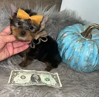 Tiny Toy Leo, a male Yorkshire Terrier for sale in Abilene, TX – 1 of 3