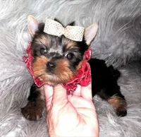 Tiny Toy Louie, a male Yorkshire Terrier for sale in Abilene, TX – 3 of 4
