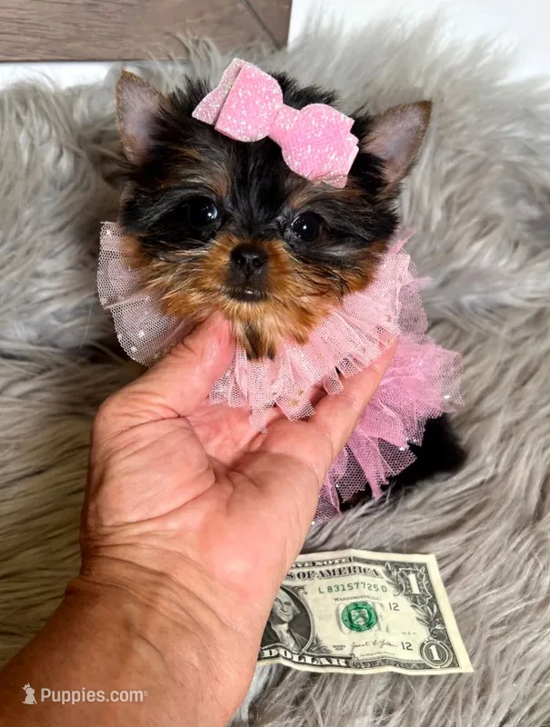 SALE ! MICRO Teacup – Yorkshire Terrier puppy for sale in Abilene, TX
