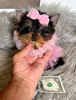 SALE ! MICRO Teacup, a female Yorkshire Terrier for sale in Abilene, TX – 1 of 4