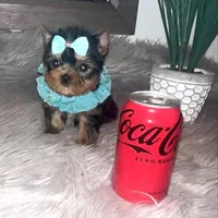 Tiny Toot, a male Yorkshire Terrier for sale in Abilene, TX – Photo 2 of 2