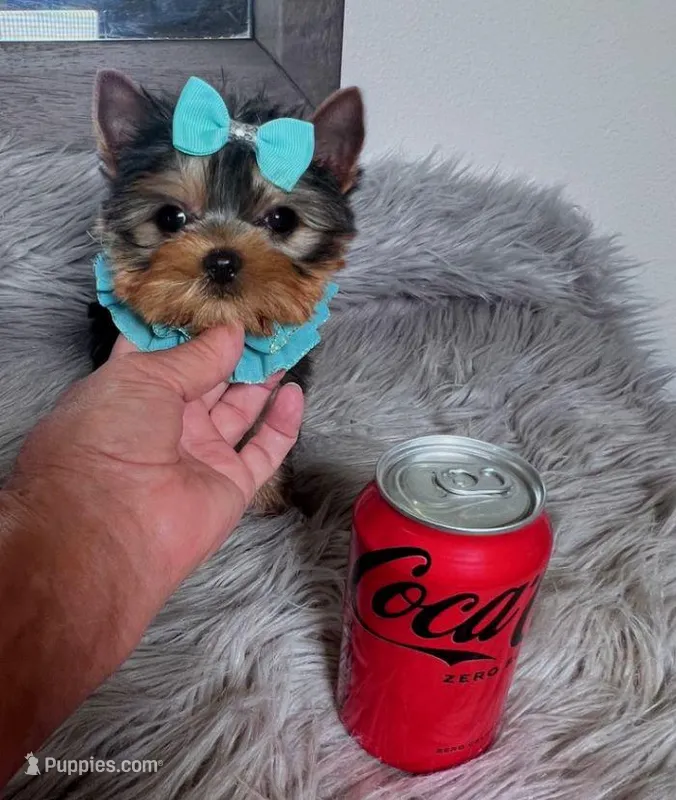 Tiny Toot – Yorkshire Terrier puppy for sale in Abilene, TX