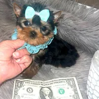 Tiny Toot, a male Yorkshire Terrier for sale in Abilene, TX – Photo 1 of 2
