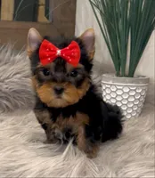 TOY RASCAL, a male Yorkshire Terrier for sale in Abilene, TX – Photo 2 of 2