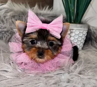 Tiny Teacup Gucci, a female Yorkshire Terrier for sale in Abilene, TX – 4 of 5
