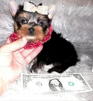 Tiny Toy Louie, a male Yorkshire Terrier for sale in Abilene, TX – 4 of 4