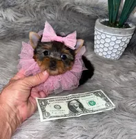 Tiny Teacup Gucci, a female Yorkshire Terrier for sale in Abilene, TX – 5 of 5