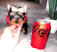 Tiny Toy Louie, a male Yorkshire Terrier for sale in Abilene, TX – 2 of 4