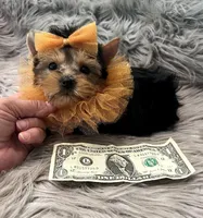 Tiny Toy Gus, a male Yorkshire Terrier for sale in Abilene, TX – 2 of 3