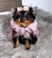 SALE ! MICRO Teacup, a female Yorkshire Terrier for sale in Abilene, TX – 3 of 4