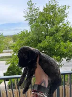 Chuchi, a male Goldendoodle for sale in Doral, FL – 10 of 10