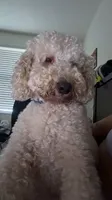 Chuchi, a male Goldendoodle for sale in Doral, FL – 2 of 10