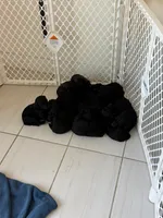 Chuchi, a male Goldendoodle for sale in Doral, FL – 5 of 10