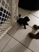 Chuchi, a male Goldendoodle for sale in Doral, FL – 3 of 10