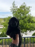 Chuchi, a male Goldendoodle for sale in Doral, FL – 6 of 10