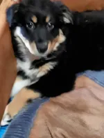 Brandy, a female Australian Shepherd for sale in East Sparta, OH – 4 of 5