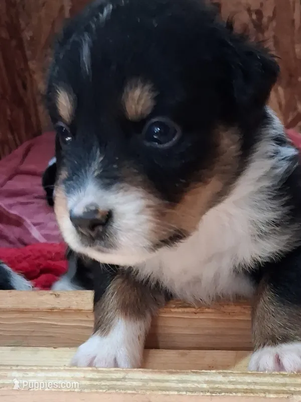 Willow – Australian Shepherd puppy for sale in East Sparta, OH