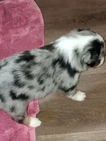 Mel, a male Australian Shepherd for sale in East Sparta, OH – 1 of 1