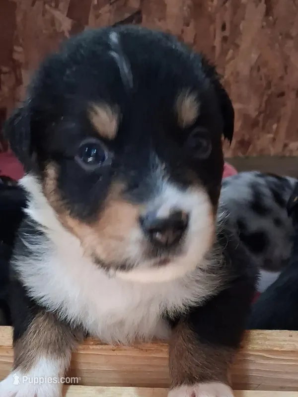Spot – Australian Shepherd puppy for sale in East Sparta, OH