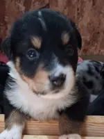 Spot, a female Australian Shepherd for sale in East Sparta, OH – 1 of 1