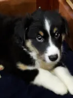 Brandy, a female Australian Shepherd for sale in East Sparta, OH – 3 of 5