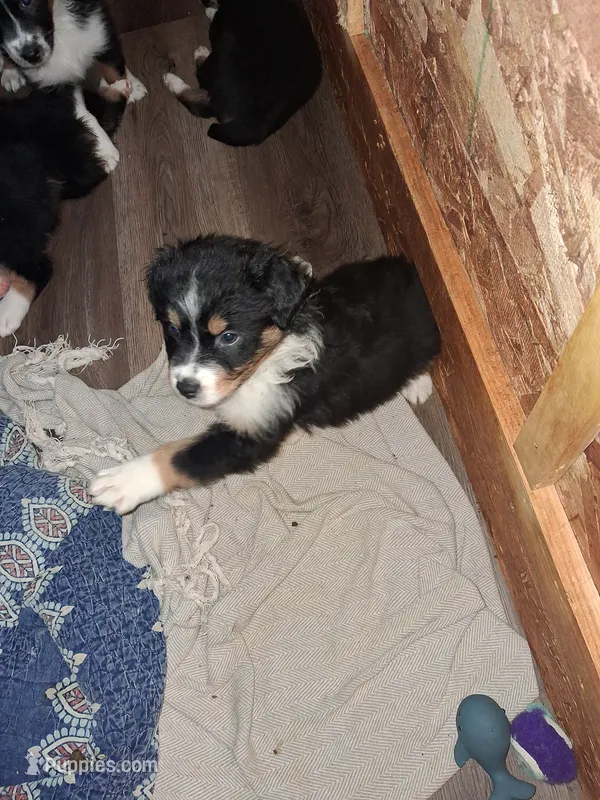Snappy – Australian Shepherd puppy for sale in East Sparta, OH