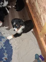 Snappy, a female Australian Shepherd for sale in East Sparta, OH – 1 of 1