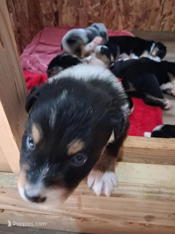 Mandy – Australian Shepherd puppy for sale in East Sparta, OH
