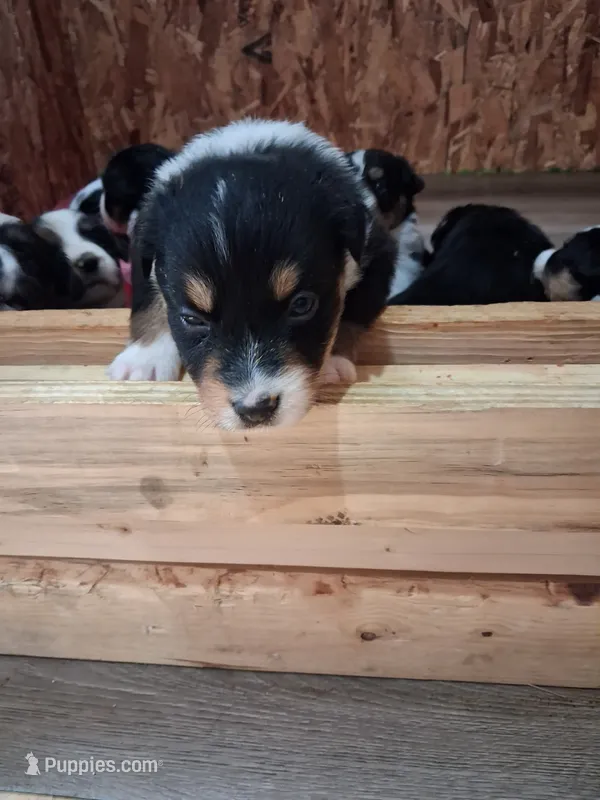 Minnie – Australian Shepherd puppy for sale in East Sparta, OH
